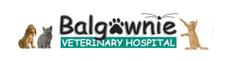 Balgownie Veterinary Hospital - VETS Brisbane 0