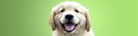 Book Kirrawee Accommodation Vacations VETS Brisbane VETS Brisbane