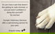Gympie Veterinary Services - thumb 2