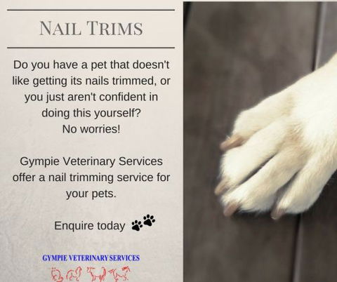 Gympie Veterinary Services - VETS Brisbane 2