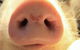Taree Veterinary Hospital - thumb 1