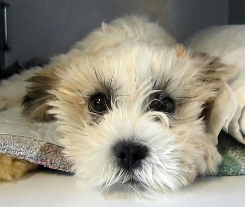 Taree Veterinary Hospital - VETS Brisbane 3