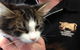 Taree Veterinary Hospital - thumb 4