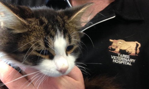Taree Veterinary Hospital - VETS Brisbane 4