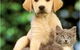 Pyramid Veterinary Surgery - thumb 4