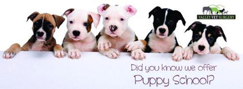 Valley Vet Surgery - VETS Brisbane 11