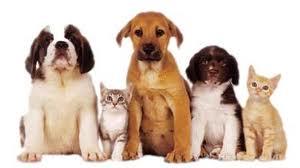 Valley Vet Surgery - VETS Brisbane 16