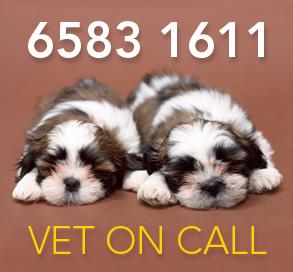 Port Macquarie Veterinary Hospital - VETS Brisbane 4