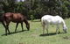 Port Macquarie Veterinary Hospital - thumb 11