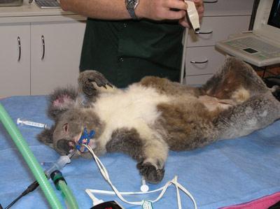 Port Macquarie Veterinary Hospital - VETS Brisbane 12