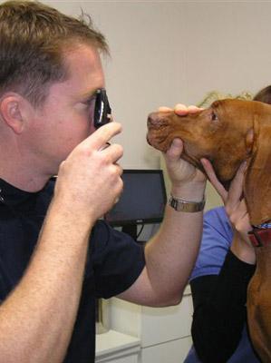 Port Macquarie Veterinary Hospital - VETS Brisbane 13