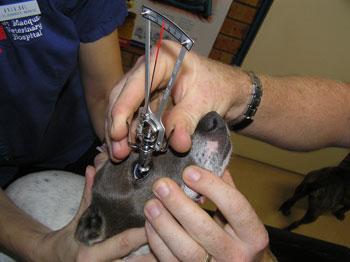 Port Macquarie Veterinary Hospital - VETS Brisbane 14