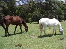 Port Macquarie Veterinary Hospital - VETS Brisbane 16