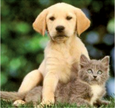 Pyramid Veterinary Surgery - VETS Brisbane 1