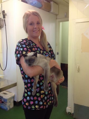 Raymond Terrace Veterinary Clinic - VETS Brisbane 1