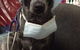 Raymond Terrace Veterinary Clinic - thumb 3