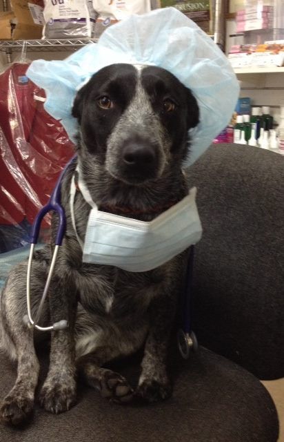 Raymond Terrace Veterinary Clinic - VETS Brisbane 3