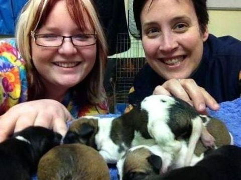 Raymond Terrace Veterinary Clinic - VETS Brisbane 5