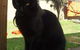 Russell Vale Animal Clinic - thumb 1