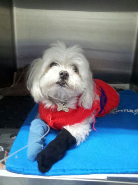 Shaws Veterinary Hospital - VETS Brisbane 1