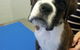 Shaws Veterinary Hospital - thumb 2
