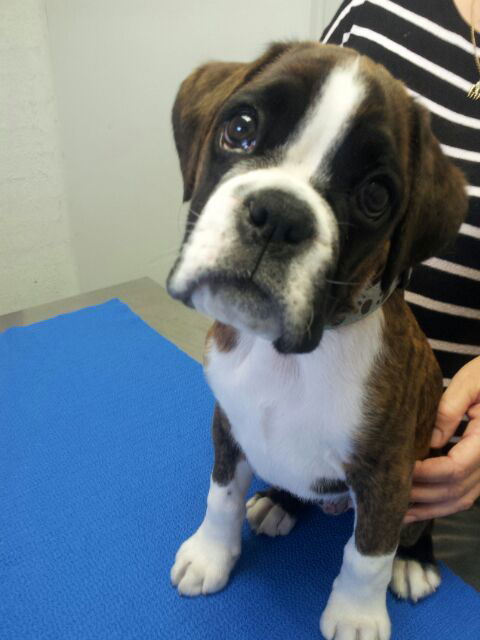 Shaws Veterinary Hospital - VETS Brisbane 2