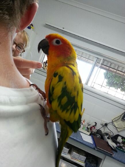 Shaws Veterinary Hospital - VETS Brisbane 3