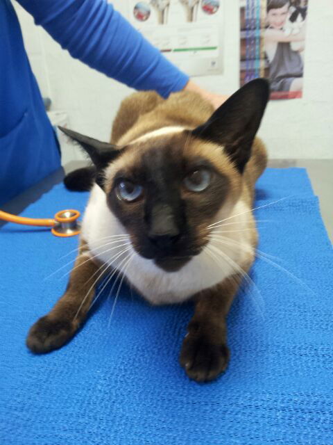 Shaws Veterinary Hospital - VETS Brisbane 4