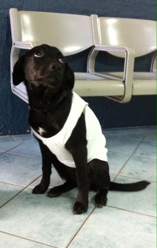 Shaws Veterinary Hospital - VETS Brisbane 5