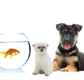 Tarraray Pet Retreat - VETS Brisbane
