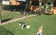 Tarraray Pet Retreat - thumb 4