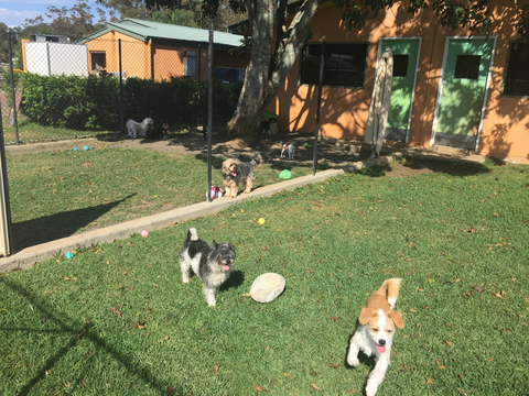 Tarraray Pet Retreat - VETS Brisbane 4