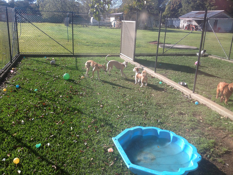 Tarraray Pet Retreat - VETS Brisbane 6
