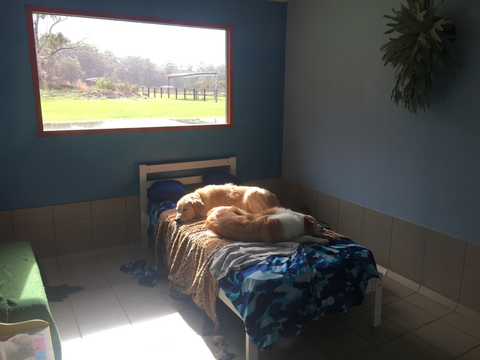 Tarraray Pet Retreat - VETS Brisbane 7