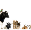 Tropical Vet Services - VETS Brisbane