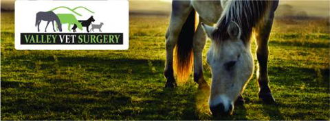 Valley Vet Surgery - VETS Brisbane 2