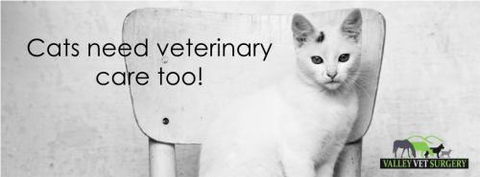 Valley Vet Surgery - VETS Brisbane 3