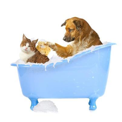 Valley Vet Surgery - VETS Brisbane 5
