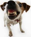 Valley Vet Surgery - VETS Brisbane 7