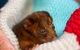 Vitality Vetcare - thumb 8