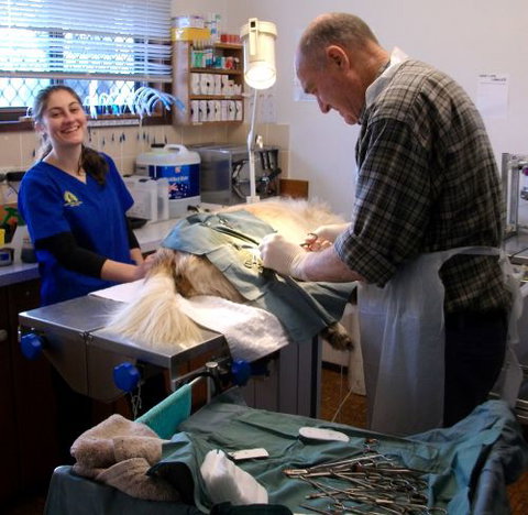 Westlakes Vet Hospital - VETS Brisbane 3