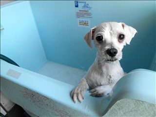 Westlakes Vet Hospital - VETS Brisbane 4