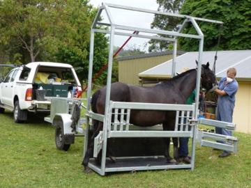 Wingham & Valley Vets - VETS Brisbane 3
