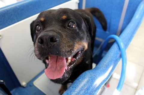 Yeppoon Veterinary Surgery - VETS Brisbane 5
