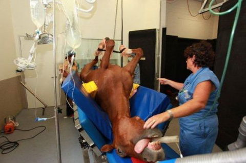 Pacific Vetcare - VETS Brisbane 6