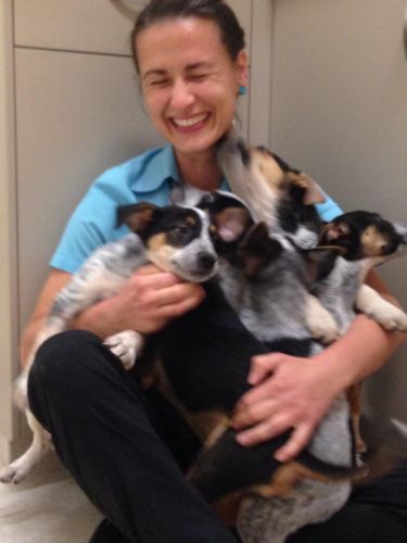 Pacific Vetcare - VETS Brisbane 7