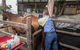 Stabler & Howlett Veterinary Surgeons–North Mackay - thumb 8