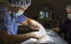 Stabler & Howlett Veterinary Surgeons–North Mackay - thumb 12