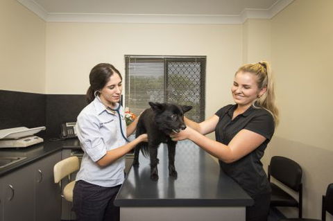 Stabler & Howlett Veterinary Surgeons–North Mackay - VETS Brisbane 16