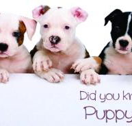 McPherson Kim Dr Valley Vet Surgery - VETS Brisbane